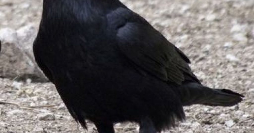 Crows Are Smarter Than You May Think