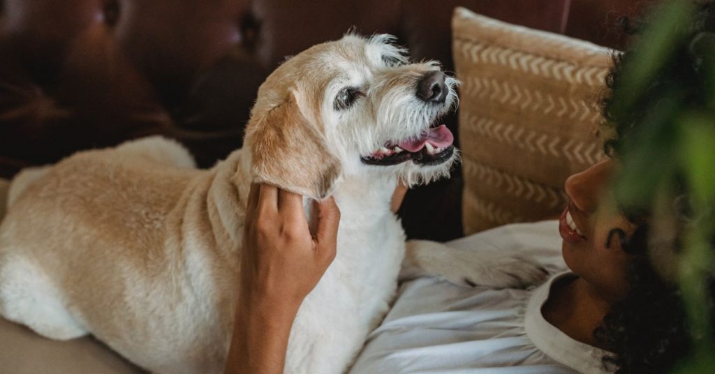 Find Out if Your Pet Really Wants You to Pet Them