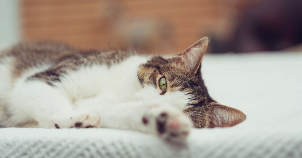 2 Ways to Make Your Cat (Even) Happier