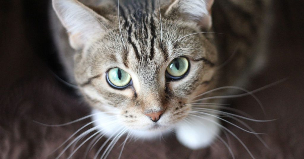 3 Common Misconceptions About Cats