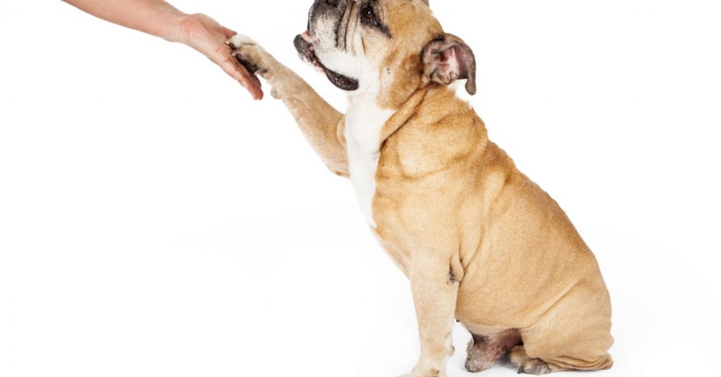 Debunking the Myth That Dog Behavior Follows Breed