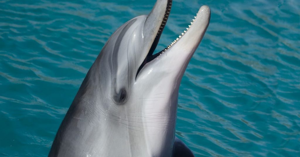 Dolphins Label Their Friends with Names