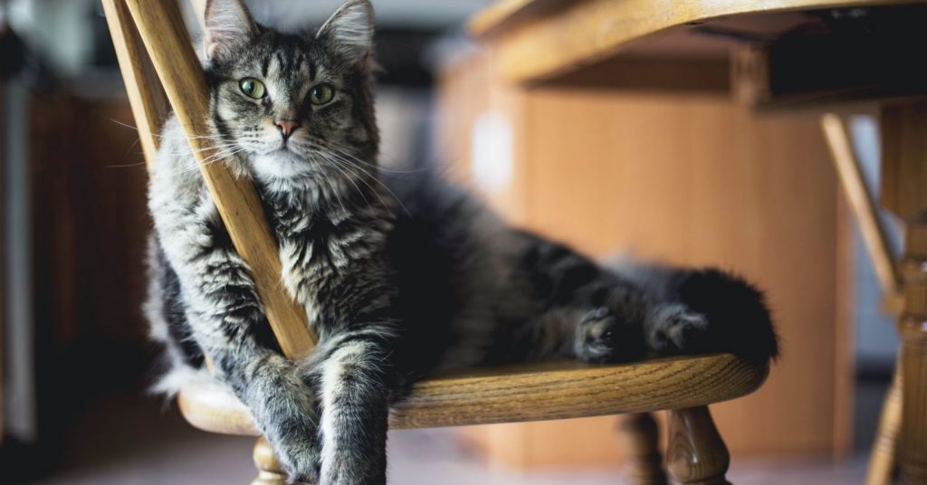 Pet Cats Know Their Fellow Cats’ Names, Study Shows