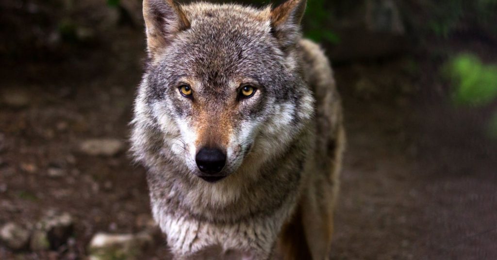 Wolves, Grizzly Bears, and Humans: Who's Moving in on Whom?