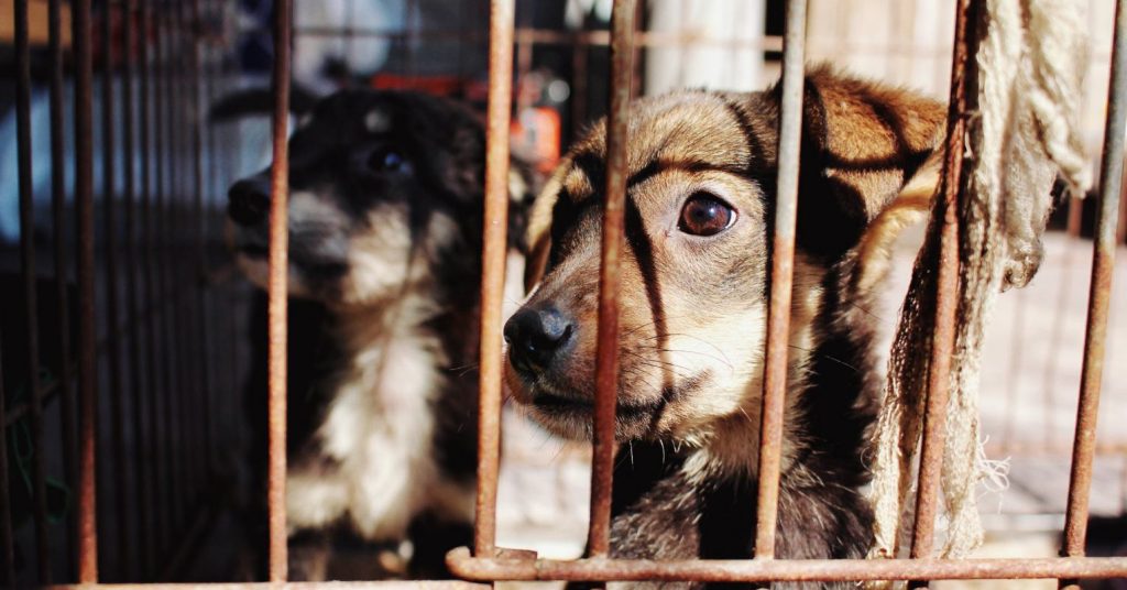 Human Imprisonment, Animal Captivity, Social Justice, and Law