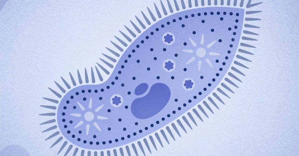 The Paramecium Principle | Psychology Today Canada