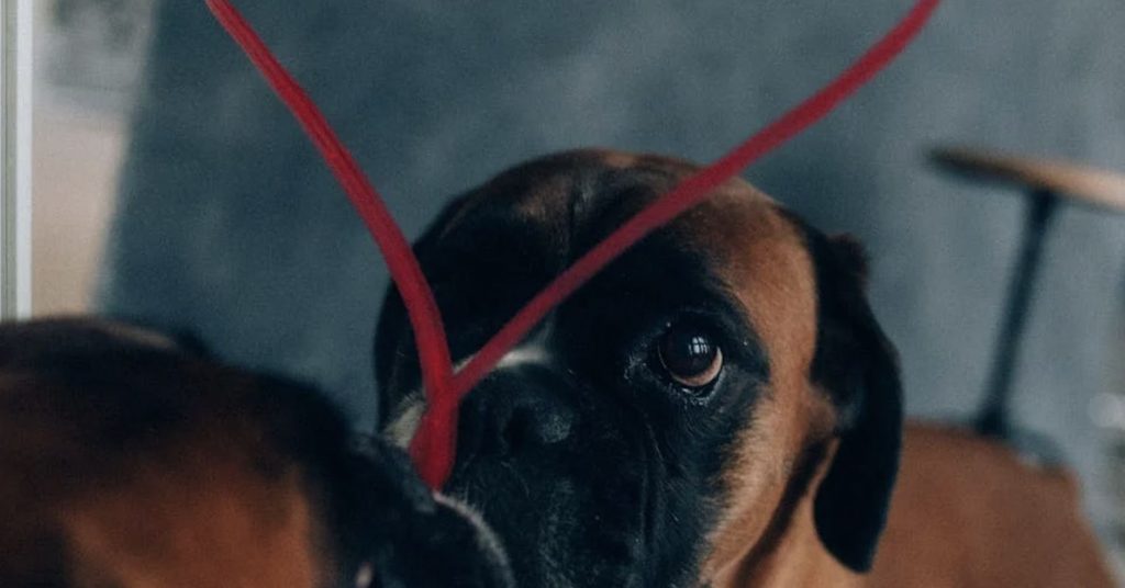The Science of Thinking and Feeling Like a Dog