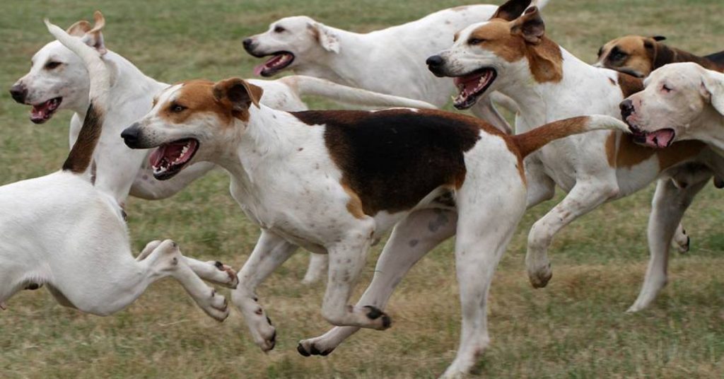 What Is Baying? And Why Some Dogs Do It