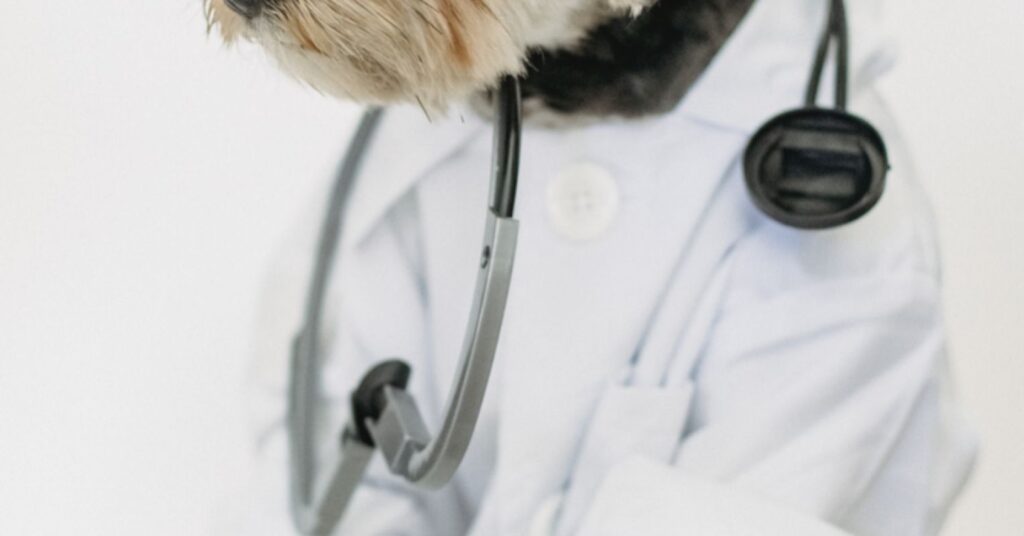 Why Veterinary Education Needs Major Improvements